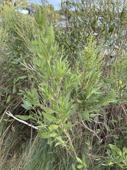 Iva frutescens
