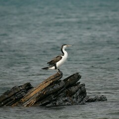 Phalacrocorax varius hypoleucos