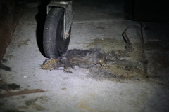 Rattus rattus