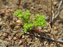 Lastarriaea chilensis