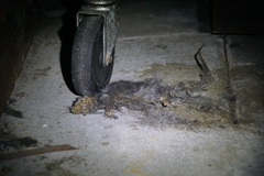 Rattus rattus