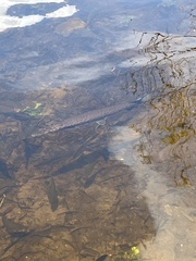 Lepisosteus platyrhincus