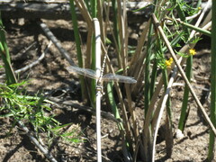Erpetogomphus compositus
