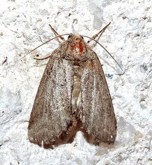 Lochmaeus bilineata