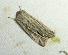 Mythimna riparia