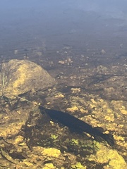 Lepisosteus platyrhincus