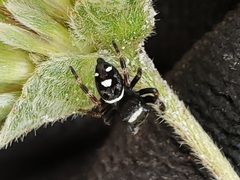 Phidippus regius