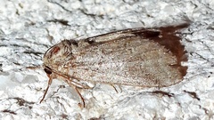 Lochmaeus bilineata
