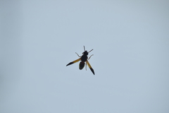 Rhynchium oculatum