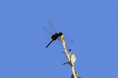 Celithemis ornata