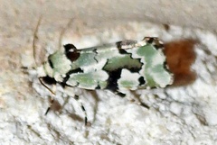 Emarginea percara