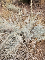 Artemisia ludoviciana