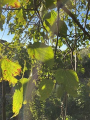 Populus deltoides