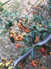 Pyracantha coccinea