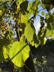 Populus deltoides