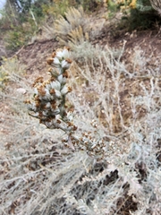 Artemisia ludoviciana