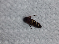 Neoclytus acuminatus