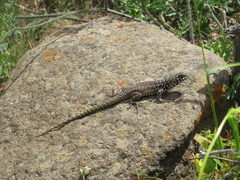 Liolaemus zapallarensis