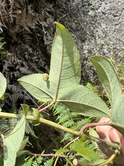 Passiflora cumbalensis
