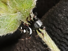 Phidippus regius