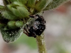 Phidippus regius