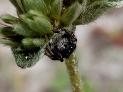Phidippus regius
