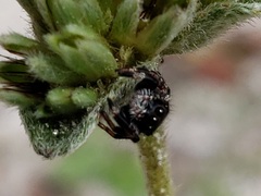 Phidippus regius