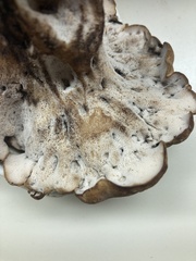 Polyporus