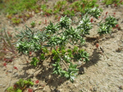 Spergularia floribunda