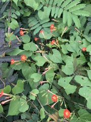 Ipomoea coccinea