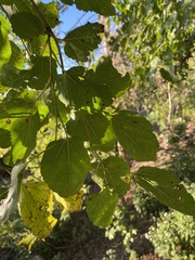 Populus deltoides