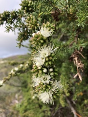 Kunzea