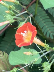 Ipomoea coccinea
