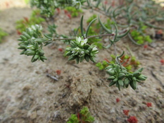 Spergularia floribunda