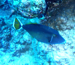 Sufflamen albicaudatum