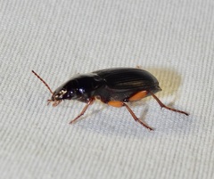 Harpalini