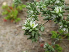 Spergularia floribunda