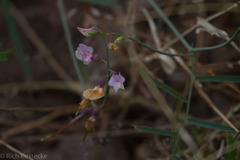 Lathyrus graminifolius
