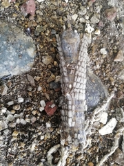 Vertebrata