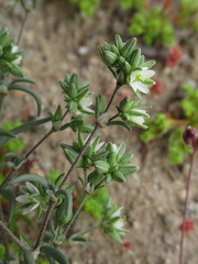 Spergularia floribunda