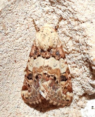 Schinia tertia