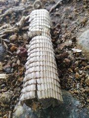 Vertebrata