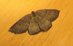 Apodrepanulatrix litaria