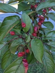 Malus baccata