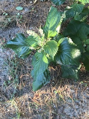 Verbena urticifolia