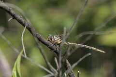 Aphylla angustifolia