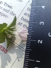 Elephantopus carolinianus