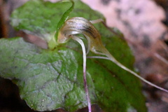 Corybas acuminatus