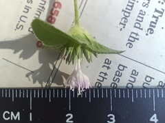 Elephantopus carolinianus