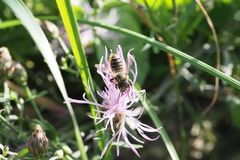 Megachile centuncularis